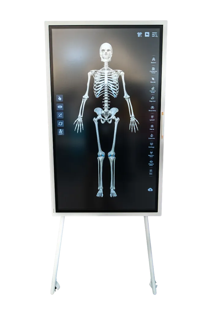 SymAnatomy-Skeleton_1500x.webp