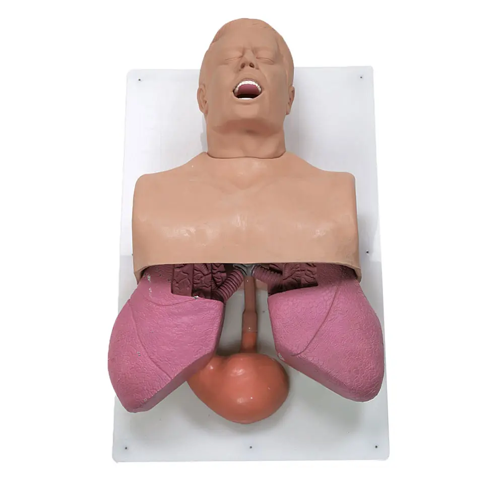 Adult Airway Management Trainer