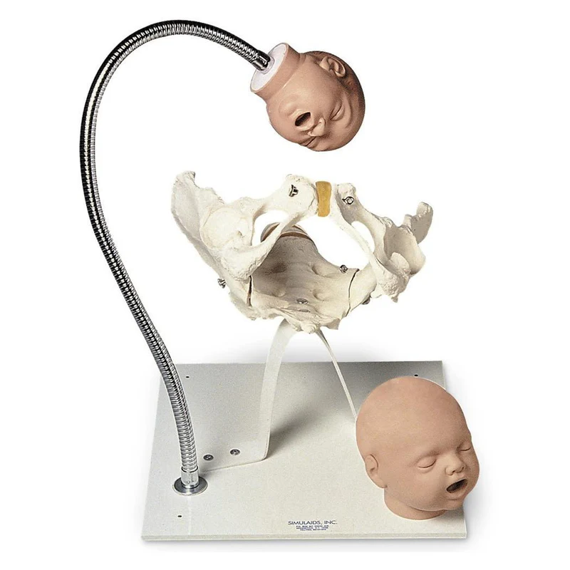 Pelvic Bone with Fetal Heads Birthing Process Model