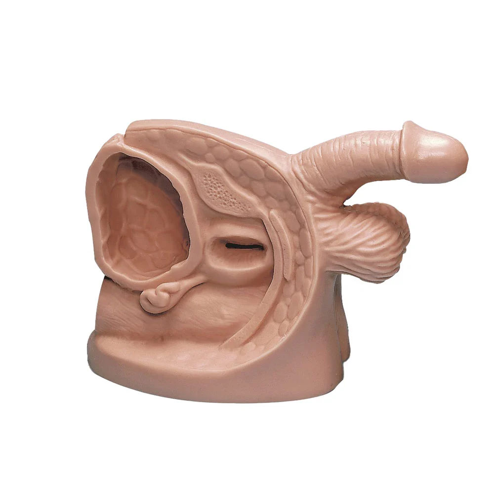 Male/Female Catheter Models